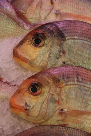 Fresh gilt-head bream at a fish marketの写真素材