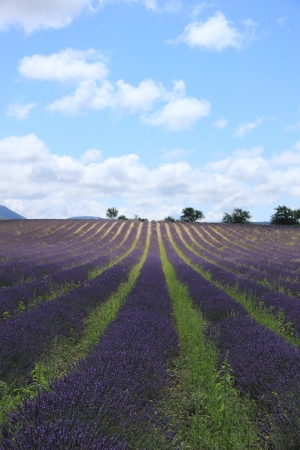 Purple lavender fields near Sault, the Provence in Southern Franceの写真素材