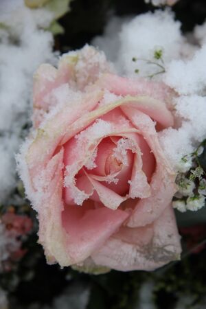Big pink rose, covered with fresh snowflakesの写真素材