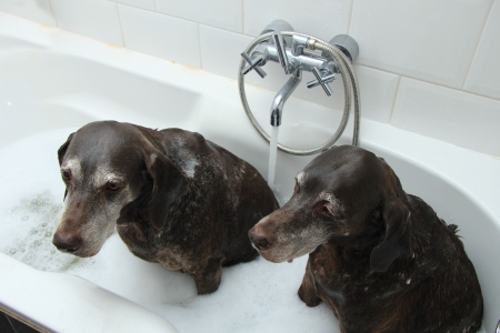 Two German Shorthaired Pointer sisters at the age of 13 in the bathtubの写真素材
