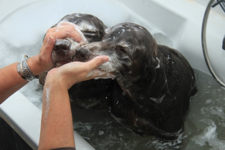 Two German Shorthaired Pointer sisters at the age of 13 in the bathtubの写真素材