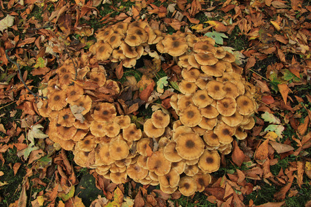 Mushrooms in a fairy ringの写真素材