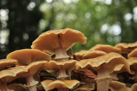 Group of mushrooms in a fall forest
