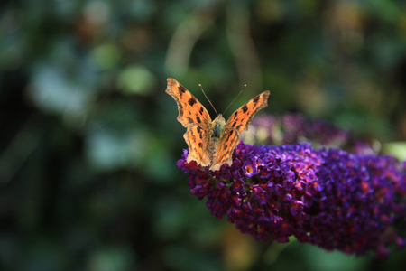 Comma butterfly or Polygonia C Album on summer lilacの写真素材
