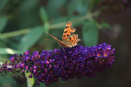Comma butterfly or Polygonia C Album on summer lilac