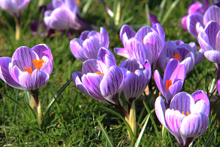 Purple and white crocuses on a fieldの写真素材