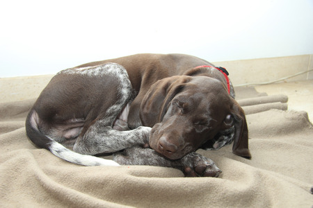 German shorthaired pointer puppy, 10 weeks old