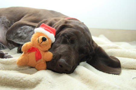 German shorthaired pointer puppy, 10 weeks old. Sleeping with a christmas bearの写真素材