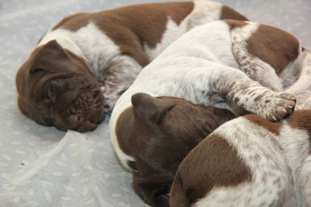 German shorthaired pointer puppies, 18 days oldの写真素材