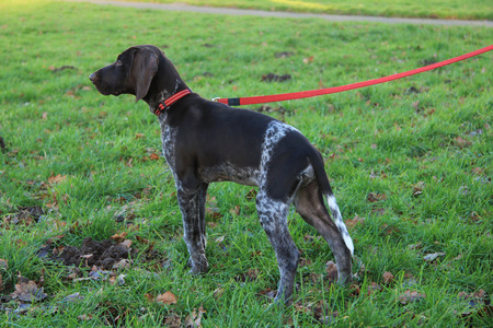 German shorthaired pointer puppy, 14 weeks old