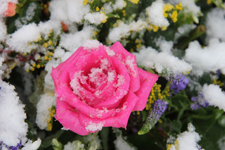 Big pink rose, covered with fresh snowflakesの写真素材