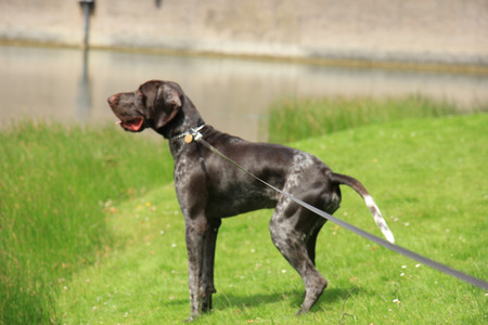 German shorthaired Pointer, 10 month old, male,  at the watersideの写真素材