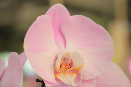 Phalaenopsis orchid, pale pink and whiteの写真素材