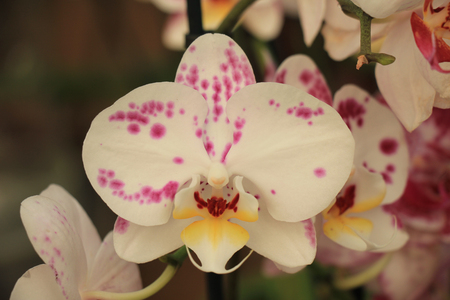 Phalaenopsis orchid in white with pink dotsの写真素材