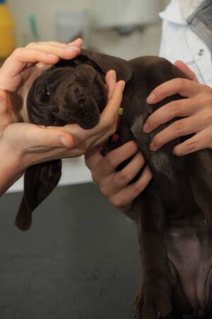 German shorthaired pointer puppy, 8 weeks old, at veterinarian tableの写真素材