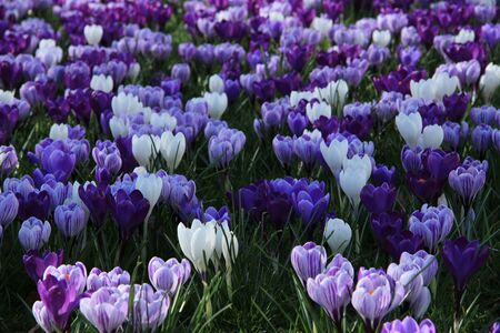 Purple and white crocuses on a field