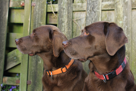 Chocolate brown labradors, males, seven years oldの写真素材