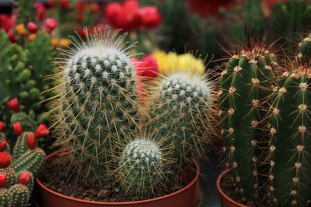 Cactus collection in various shapes and sizesの写真素材