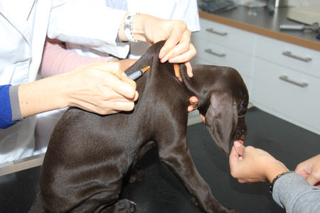 German shorthaired pointer puppy, 8 weeks old, at veterinarian tableの写真素材