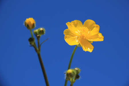 Yellow buttercup or Ranunculus on a clear blue skyの写真素材
