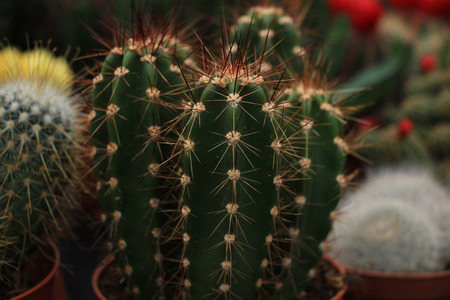 Cactus collection in various shapes and sizes