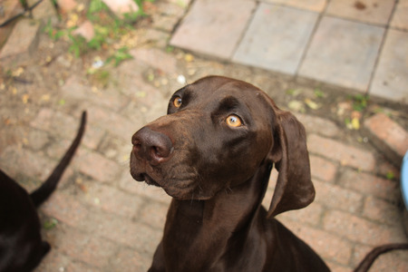 German Shorthaired Pointer female, 11 months oldの写真素材