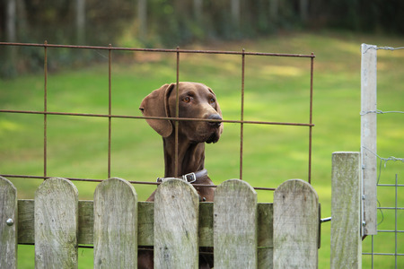 German Shorthaired Pointer female, looking over a fenceの写真素材