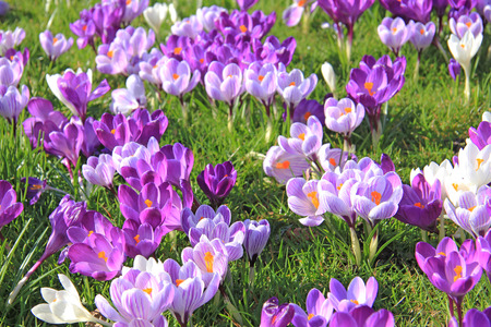 Purple and white crocuses on a field Purple and white crocuses on a field