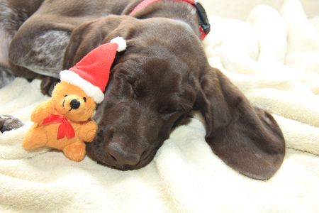 German shorthaired pointer puppy, 10 weeks old. Sleeping with a christmas bearの写真素材