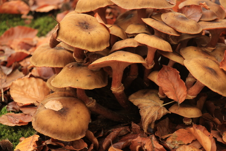 Group of mushrooms in a fall forrestの写真素材