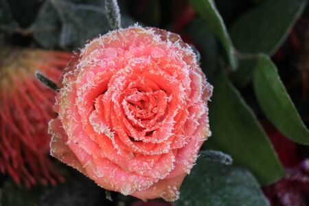 White hoar frost on a single pink roseの写真素材