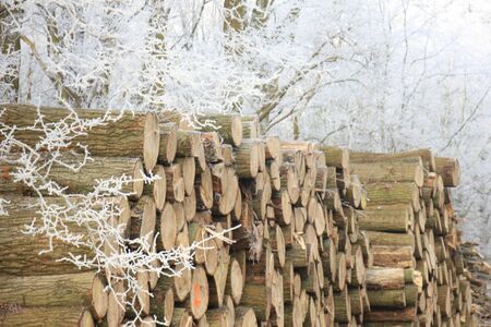Big piles of chopped fuel wood in a winter forest