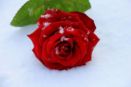 a big red rose covered with snowの写真素材