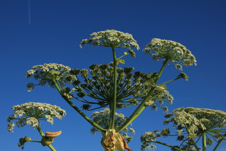 A giant hogweed in a clear blue skyの写真素材