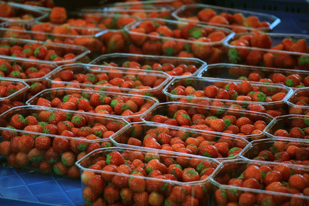 Strawberries in small plastic containers on a market stallの写真素材