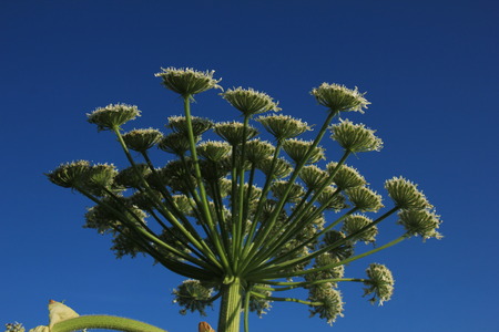 A giant hogweed in a clear blue skyの写真素材