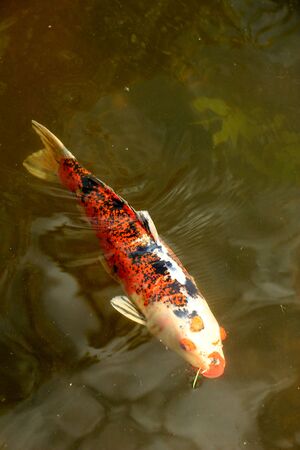 Big Koi Carp in an outdoor fish pondの写真素材