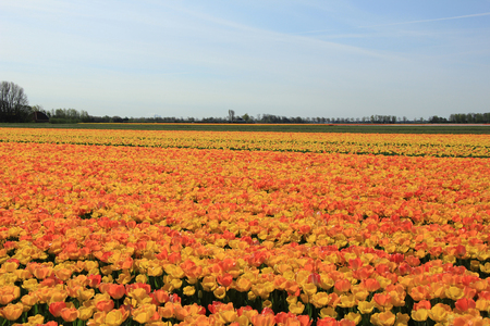 Yellow and orange tulips in a sunny fieldの写真素材