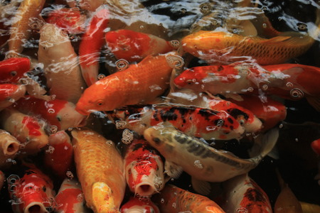 Koi Carps in various colors and sizes in a fish pondの写真素材