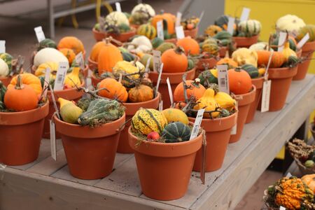 Velserbroek, the Netherlands, October 17th 2018: Autumn decorations in a store display. Text on tags: prices and product information in Dutchのeditorial素材