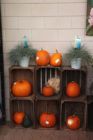 Velserbroek, the Netherlands, October 17th 2018: Autumn decorations in a store display. Text on tags: prices and product information in Dutchのeditorial素材