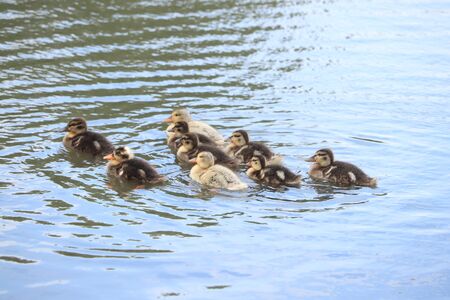 Group of newborn ducklings in a small pondの写真素材