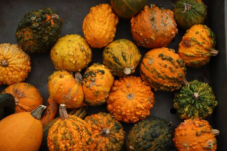 Autumn decorations, pumpkins in various shapes and sizesの写真素材
