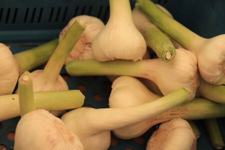 Pile of fresh garlic on a vegetable market