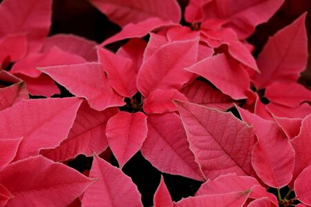 group of pink poinsettia in full flower christmas season plantsの写真素材