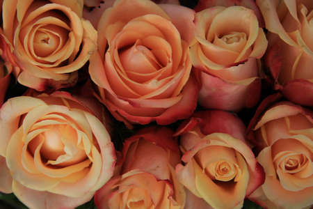 Multicolored vintage look wedding roses in pink, yellow and orangeの写真素材