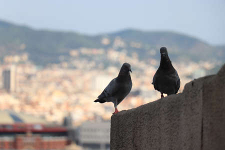 Two pigeons on a stone wall, panorama view of Barcelona as a blurred backgroundの写真素材