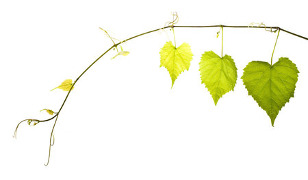 wild grape vine isolated on whiteの写真素材