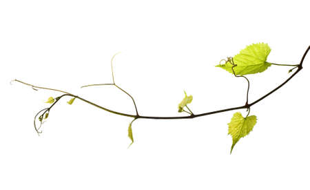 wild grape vine isolated on white wild grape vine isolated on white