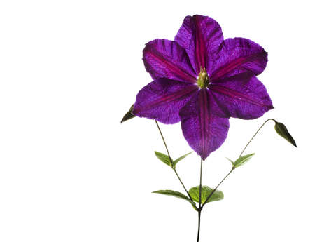 clematis flower on white backgroundの写真素材